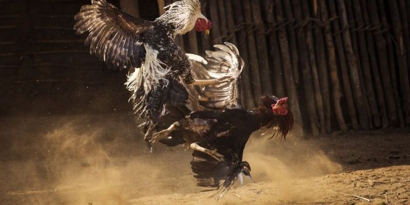 Lý do nên chơi AZ888 đá gà