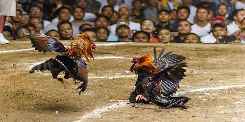 Tìm hiểu về trò chơi đá gà cựa sắt