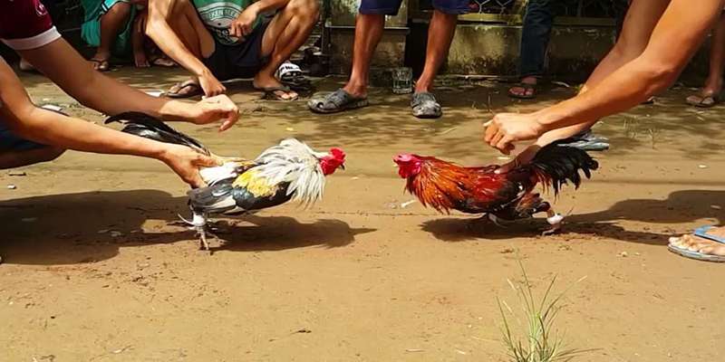 Luật chơi đá gà cựa sắt tại 8kbet cần biết