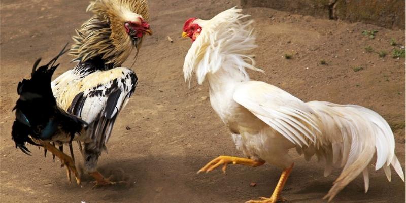 Đá gà cửa sắt