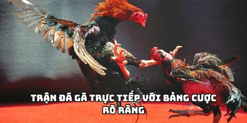 Trận đá gà trực tiếp với bảng cược rõ ràng