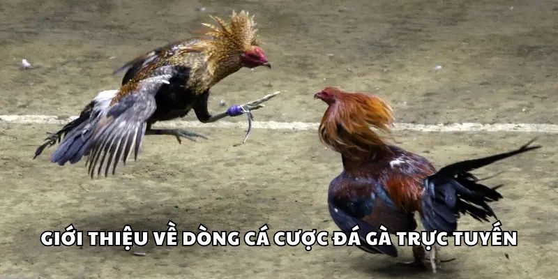 Giới thiệu về dòng cá cược đá gà trực tuyến