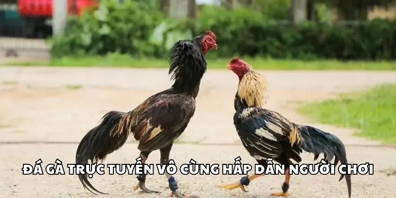 Đá gà trực tuyến vô cùng hấp dẫn người chơi