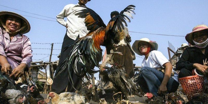 Hướng dẫn quy tắc chơi đá gà Gemwin dễ hiểu