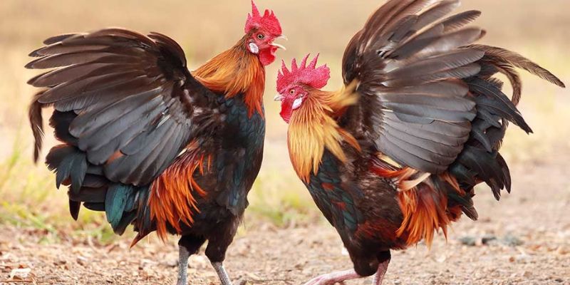 Các ưu điểm khi tham gia cá cược tại s128 đá gà 69vn