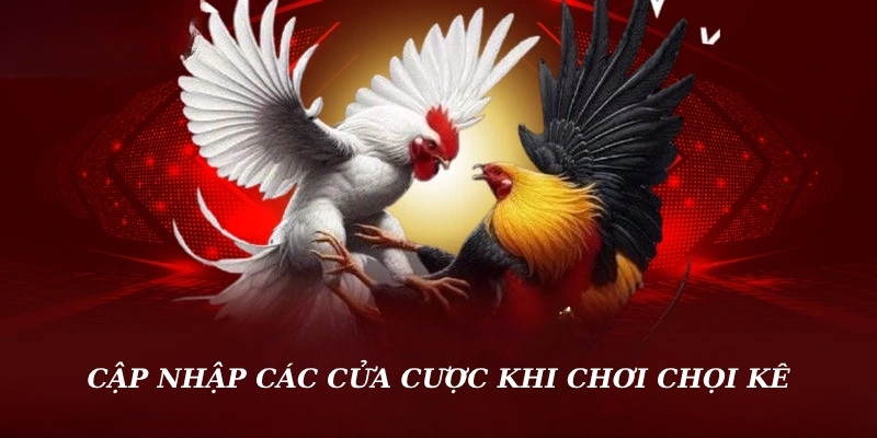Cập nhập các cửa cược khi chơi chọi kê 58win