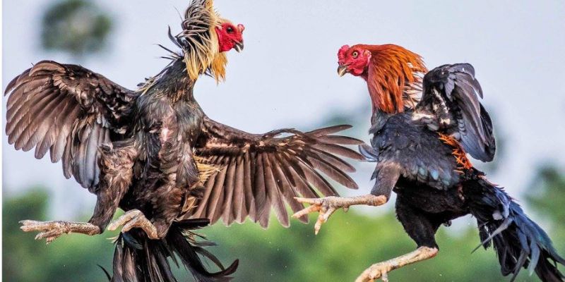 Đa dạng loại hình tập hợp chiến kê thi đấu hấp dẫn